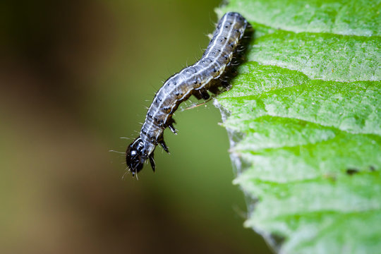 Macro photo d'insectes