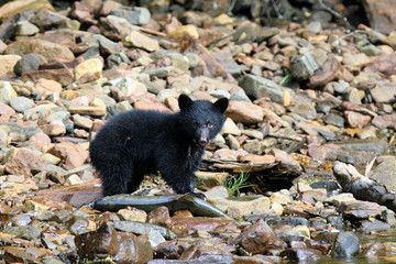 Neets Bay, Alaska / USA - August 18, 2019: Alaska black bear, Neets Bay, Alaska, USA