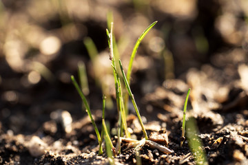 Sprouts of new green grass on brown ground in the garden