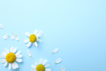 Fototapeta na wymiar Beautiful chamomile flowers on light blue background, flat lay. Space for text