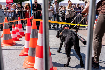 France Paris Démonstration de l'école des chiens guides