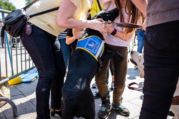 Fototapeta na wymiar France Paris Démonstration de l'école des chiens guides