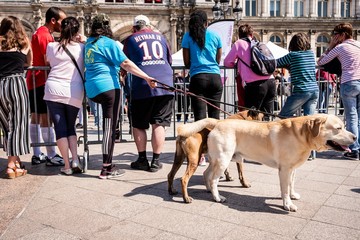 France Paris Démonstration de l'école des chiens guides