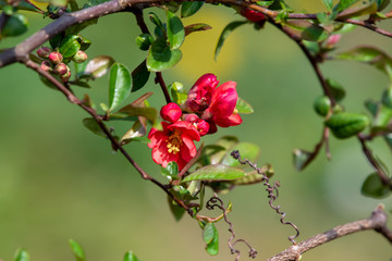 red apple blossom