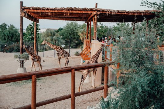 Beautiful giraffes in a zoo Emirates. AL Ain Zoo