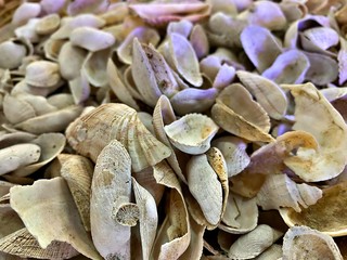 The close up shot on the se shell fossils