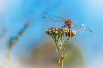 

dragonfly sits on a wildflower