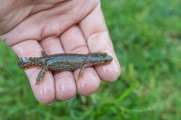 Salamander auf der Hand 
