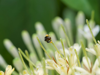 bee on a flower