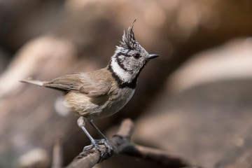 Crested tit perched on a twig.
