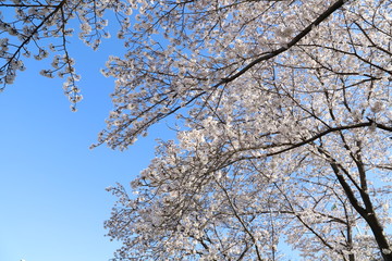 ソメイヨシノ（サクラ）の花