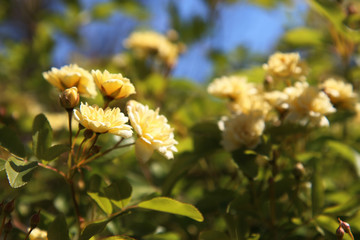 Arbusto di rosa rampicante, in primavera, con fiori giallo pallido a mazzetti appena sbocciati, che...