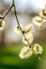 Obraz premium Beautiful catkins in spring sunlight