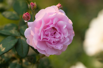 Coral rose flower in roses garden
