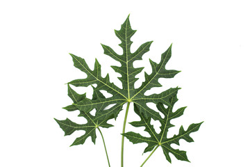Tropical leaf isolated, Green leaves on white background.