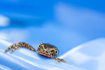 Salamander im Wasser