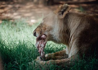 lioness sitting on the grass while eating a piece of meat