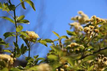 Arbusto di rosa rampicante, in primavera, con fiori giallo pallido a mazzetti appena sbocciati, che si stagliano sull&rsquo;azzurro intenso del cielo, primo piano
