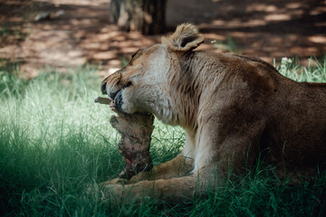 lioness sitting on the grass while eating a piece of meat