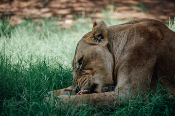 Naklejka na ściany i meble lioness sitting on the grass while eating a piece of meat