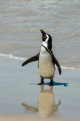 am Strand stehender Pinguin