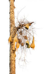too many asia bird nest on tree leaf close up