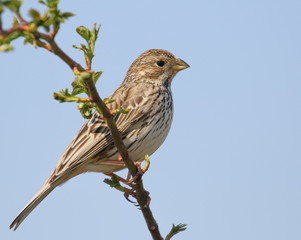 Close up Corn bunting on branch, miliaria calandra
