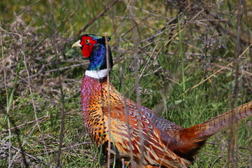 Close up Common Pheasant male, Phasianus colchicus