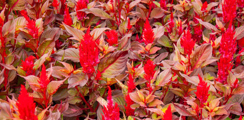 Beautiful background of red, yellow, green and orange leaves. Variety of bright colors in nature.