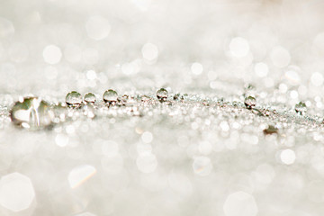 green leaf with water drop