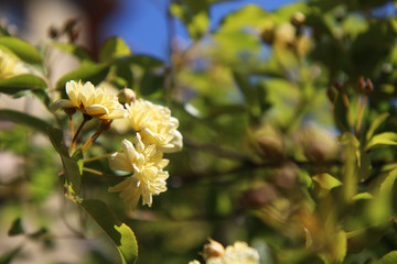 Arbusto di rosa rampicante, in primavera, con fiori giallo pallido a mazzetti appena sbocciati, che si stagliano sull&rsquo;azzurro intenso del cielo, primo piano