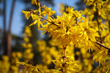 yellow bush