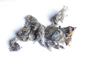 Dust, Fluff, Remnant of clothes on laundry after removing from clothing dryer on white background, Laundry machine cleaning concept, Close up and macro shot, Selective focus