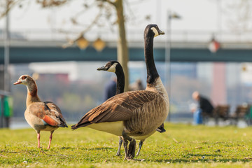Two Canada Geese run on a green meadow in the spring sunshine. Brown and white plumage with a bowed head. Black feathers on the neck. Egyptian goose water bird in the background