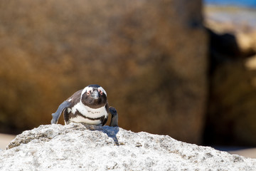 brütender Pinguin, Südafrika, Brillenpinguin, Boulders beach