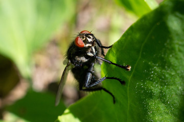 fly on a leaf