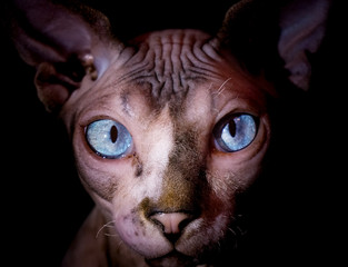 Sphynx Cat - Close up