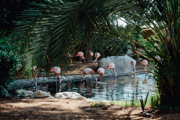 A flock of pink flamingos and reflection in the water.
