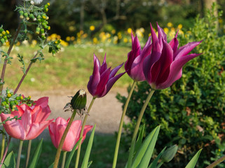 Purple tulips with soft sun light during spring in Metz