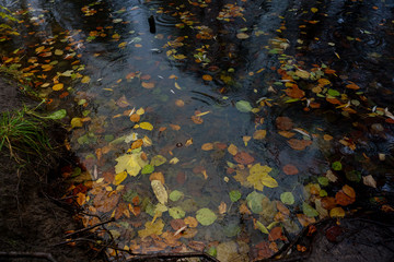 kleiner Blätterteich