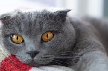 Scottish fold cat playing with mice beautiful