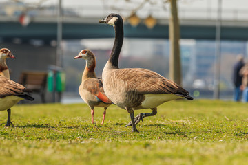 Canada goose with leg drawn up on a green meadow in the spring sunshine. Brown and white plumage with a stretched head. Black feathers on the neck. Egyptian goose water bird in the background