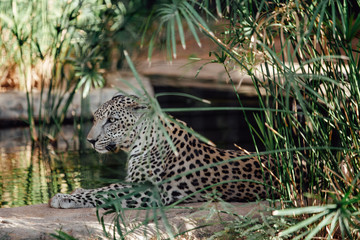 Leopard lying down in the shade