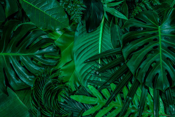 Obraz na płótnie Canvas Monstera green leaves or Monstera Deliciosa in dark tones(Monstera, palm, rubber plant, pine, bird’s nest fern), background or green leafy tropical pine forest patterns for creative design elements. 