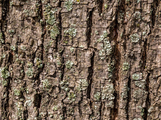 Fototapeta premium Bark tree texture background.