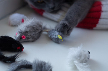 Scottish fold cat playing with mice beautiful