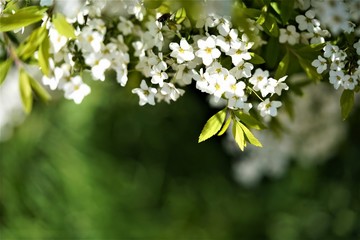 노랑 민들레꽃과 민들레 홀씨 그리고 이끼와 네잎크로바가 있는 작은 숲속 이야기