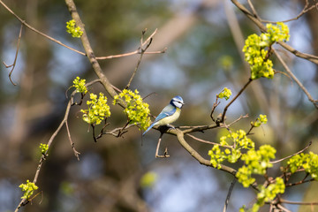 Blaumeise, Meise in einem Baum sitzend, Frühling