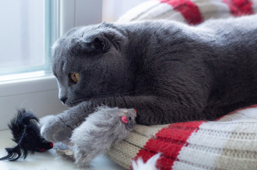 Scottish fold cat playing with mice beautiful