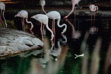 A flock of pink flamingos and reflection in the water.